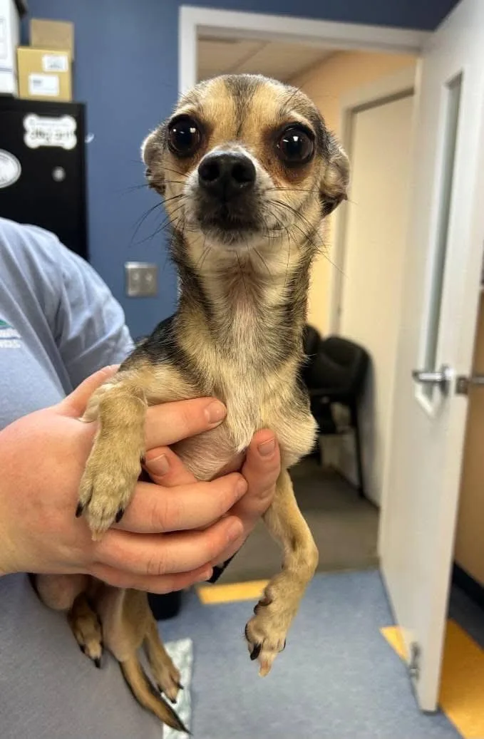 Paco