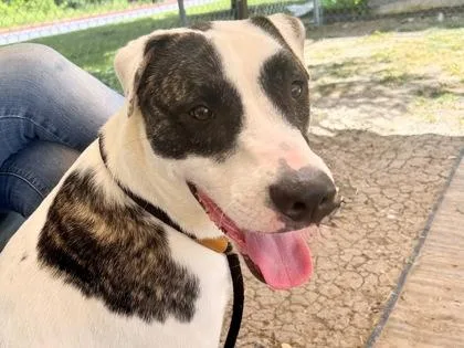 An adult large-sized male White / Cream Mixed Breed dog named Parker for adoption in Georgetown, TX