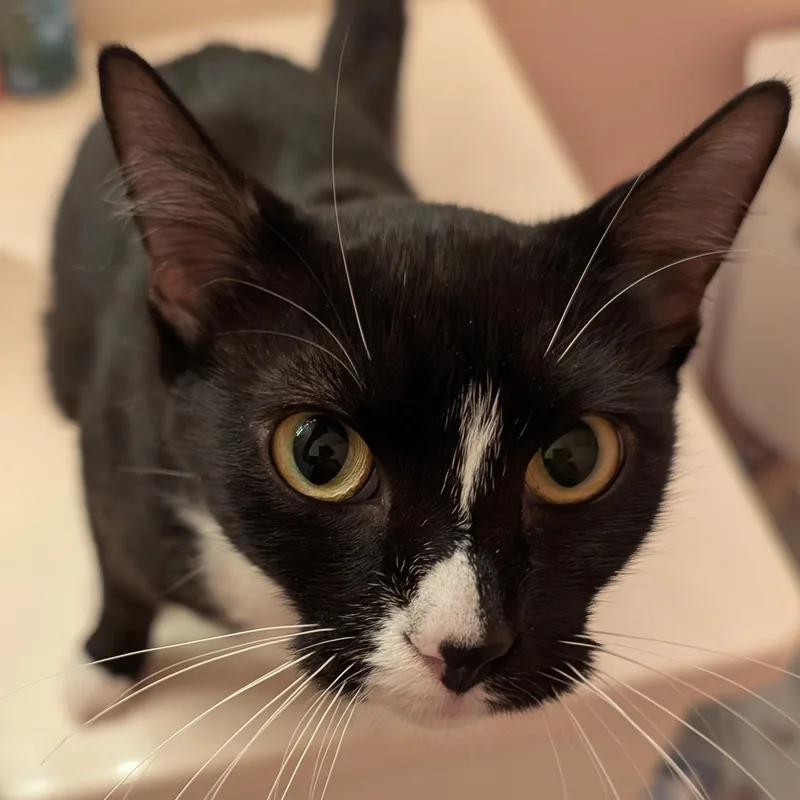A baby medium-sized female Black & White / Tuxedo Domestic Short Hair cat named Nesta for adoption in Springfield, OR