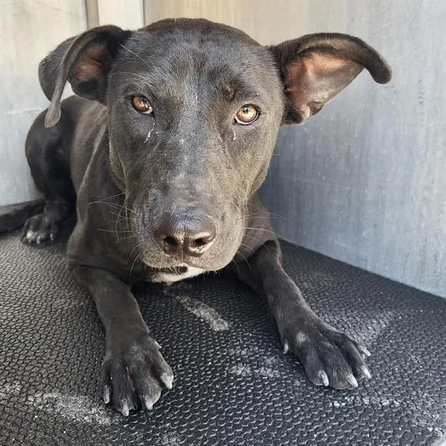 A young medium-sized female Labrador Retriever dog named Stella for adoption in San Antonio, TX