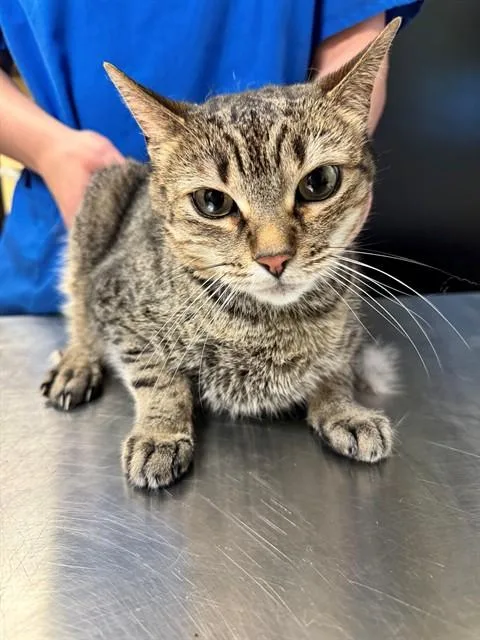 An adult medium-sized female Domestic Short Hair cat named Miss Thang for adoption in Cookeville, TN