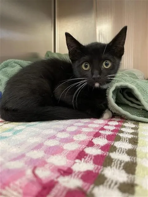 A baby small-sized female Domestic Short Hair cat named Tundra for adoption in Corpus Christi, TX
