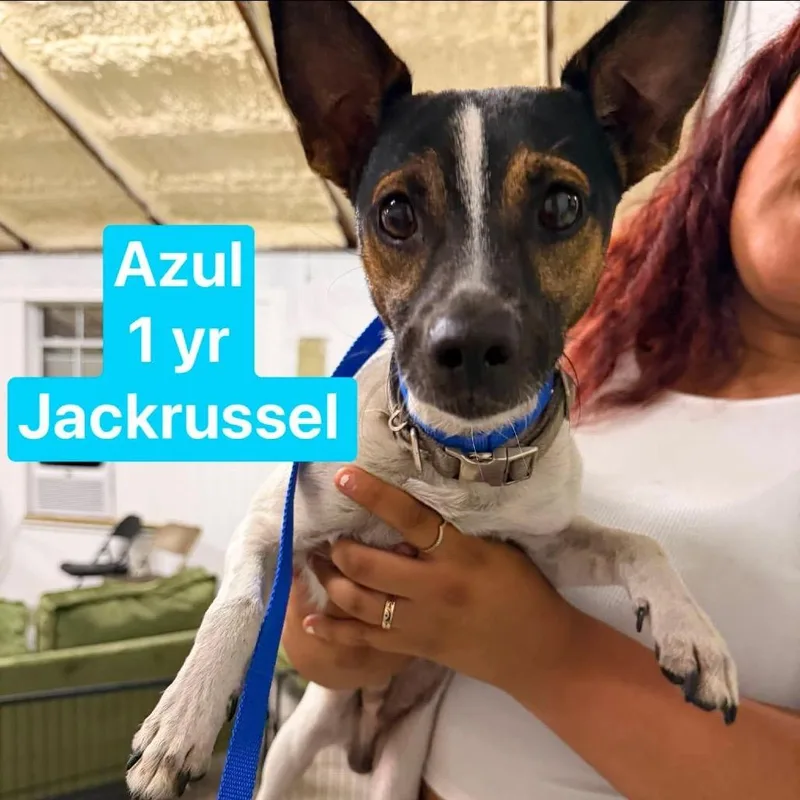 Azul