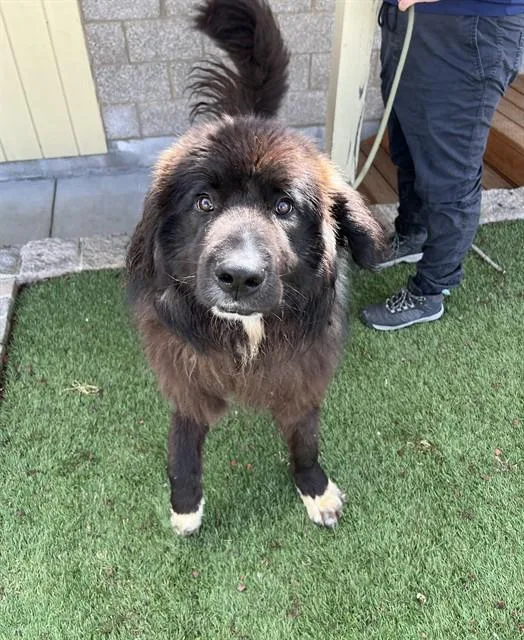 A young extra large-sized male Black Newfoundland Dog dog named Sea Biscuit for adoption in Phoenix, OR