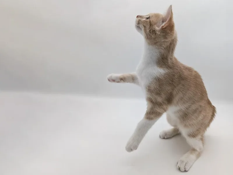 A baby small-sized female Domestic Short Hair cat named Louise for adoption in Powell, OH