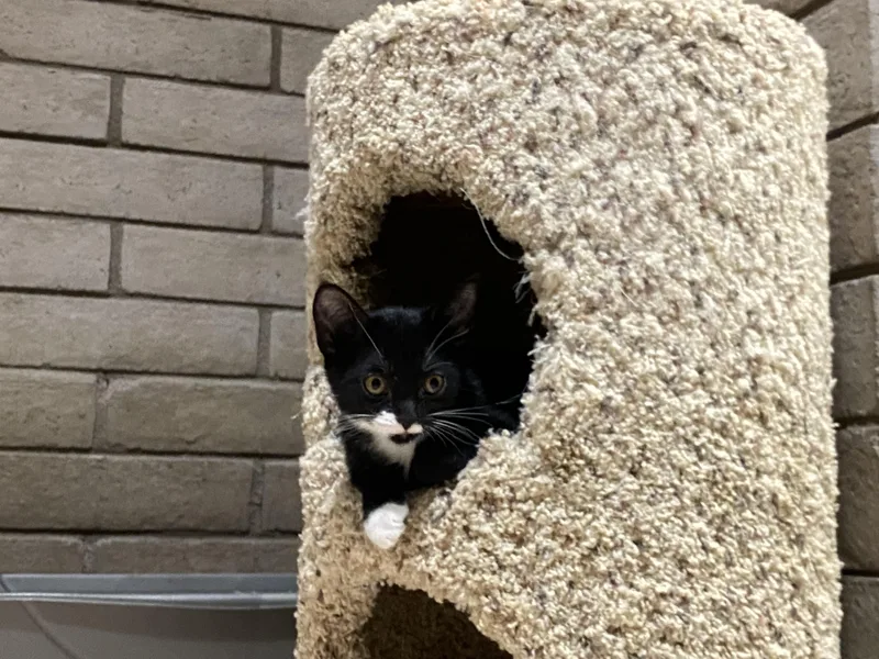 A baby medium-sized female Black & White / Tuxedo Domestic Short Hair cat named Annie for adoption in Phoenix, AZ