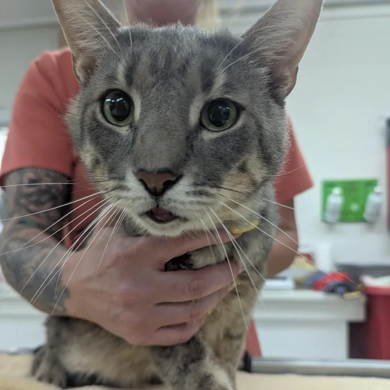 An adult large-sized male Gray / Blue / Silver Domestic Short Hair cat named Zeus for adoption in Indianapolis, IN