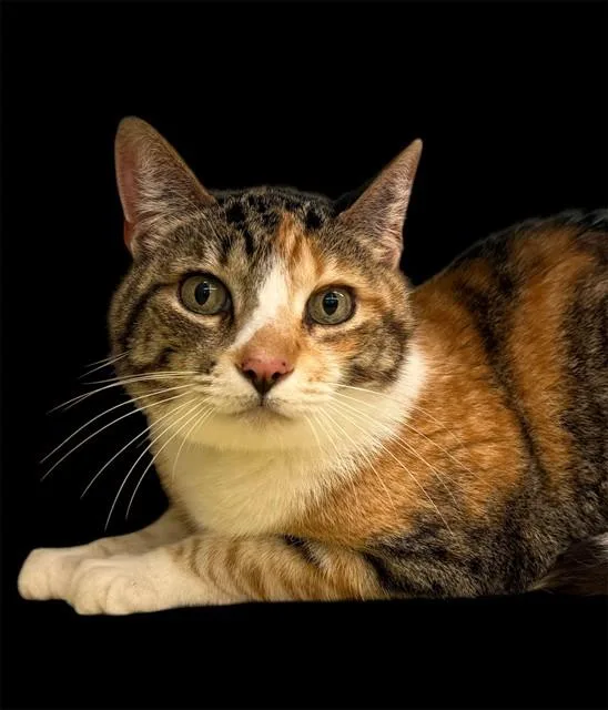 A senior medium-sized female Domestic Short Hair cat named Kiki for adoption in Agoura, CA