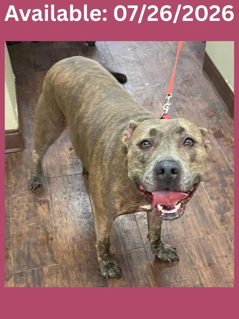 An adult medium-sized female Pit Bull Terrier dog named Dog Kennel for adoption in Greenville, TX