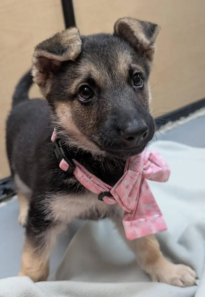A baby medium-sized female German Shepherd Dog dog named Dolly for adoption in Warren, MI