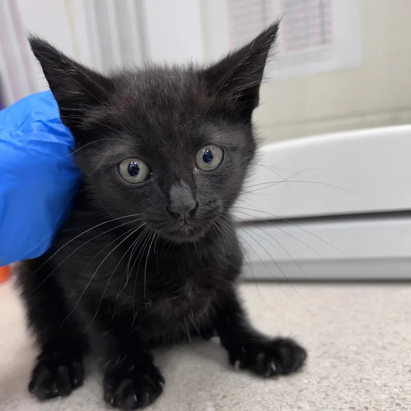 A baby small-sized male Black Domestic Short Hair cat named Sylvester for adoption in Bastrop, TX