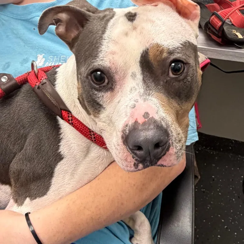 An adult medium-sized male Gray / Blue / Silver Mixed Breed dog named Ego for adoption in Columbiana, AL