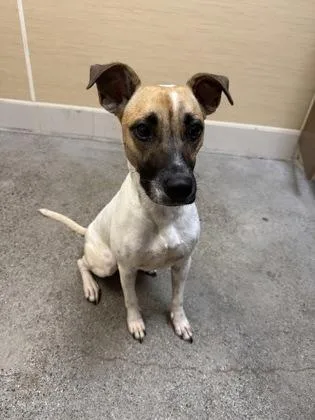 An adult small-sized female Terrier dog named Montana Rose for adoption in Honolulu, HI