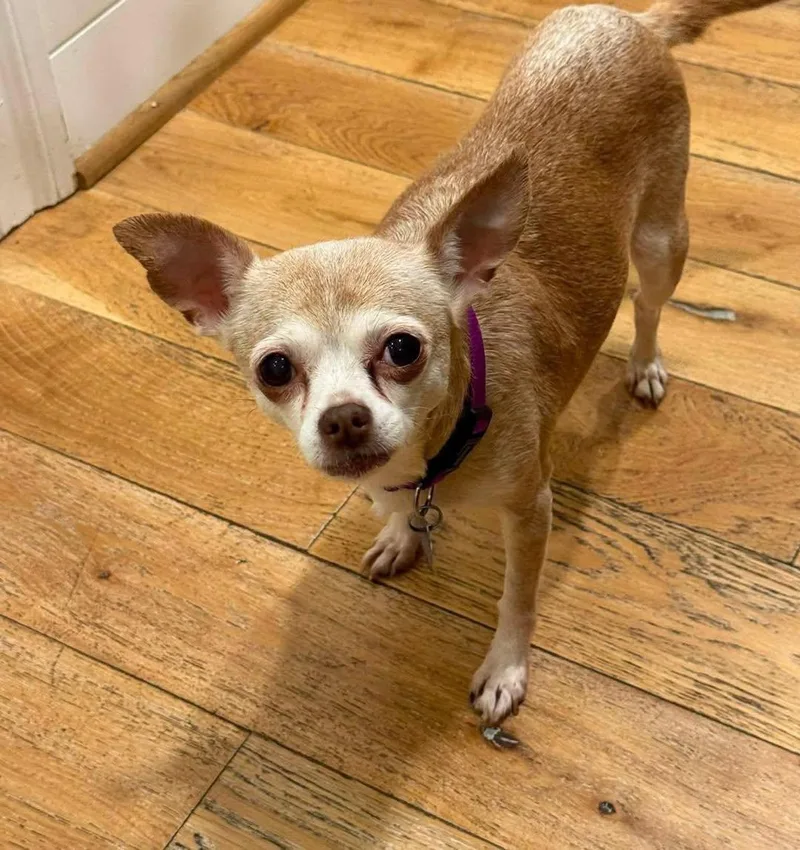 A senior small-sized female Apricot / Beige Chihuahua dog named Addie for adoption in Rockville, MD
