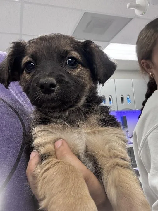 A baby medium-sized female Chihuahua dog named Hibiscus for adoption in Pflugerville, TX