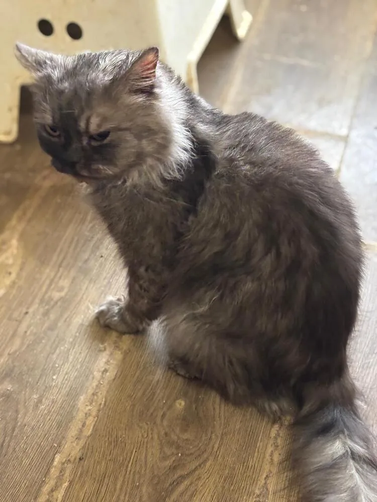 A young medium-sized male Persian cat named Prince for adoption in WOLCOTT, CT