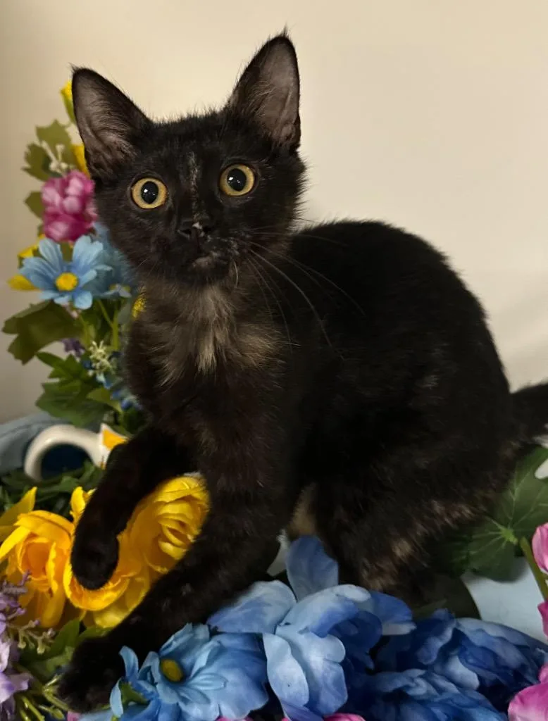 A baby small-sized female Domestic Short Hair cat named Diane for adoption in Stillwater, OK