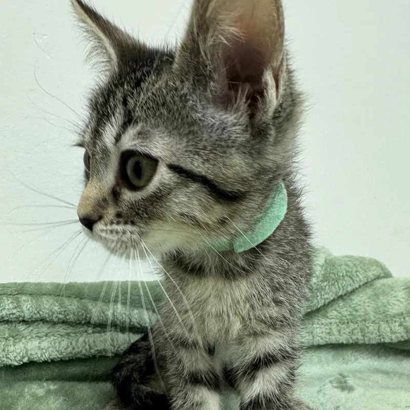 A baby small-sized female Brown / Chocolate Domestic Short Hair cat named Artemis for adoption in Playa Vista, CA