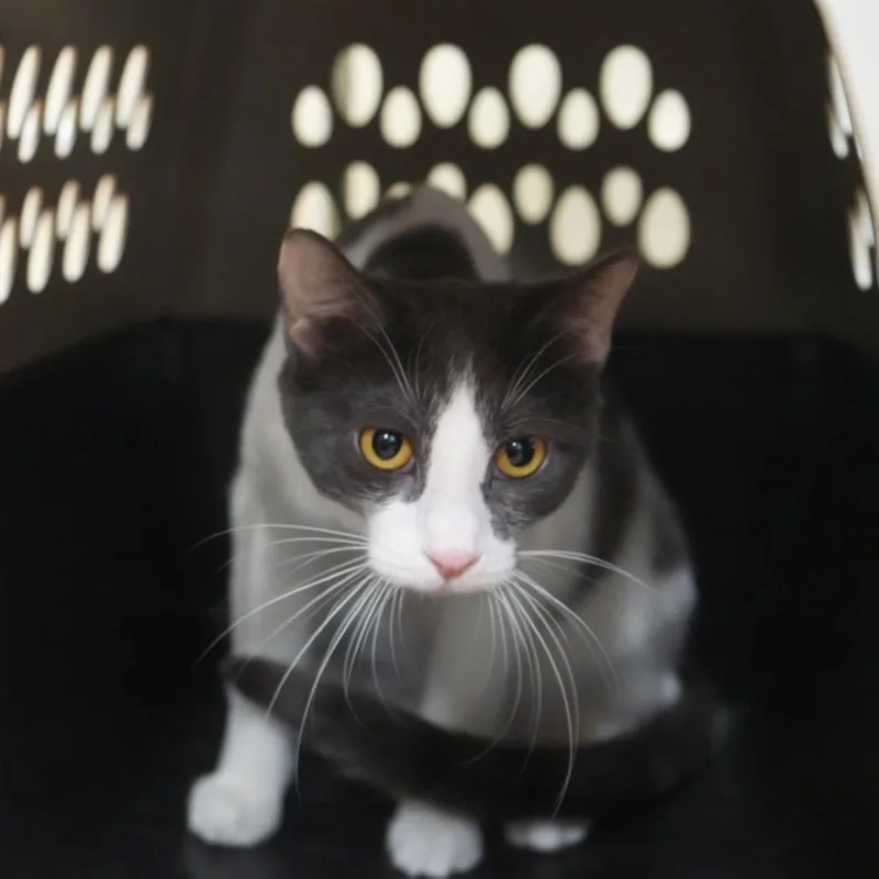 A young small-sized female Gray / Blue / Silver Domestic Short Hair cat named Yzma for adoption in Coachella, CA