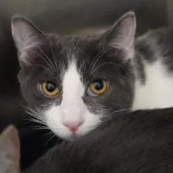 Yzma thumbnail 2