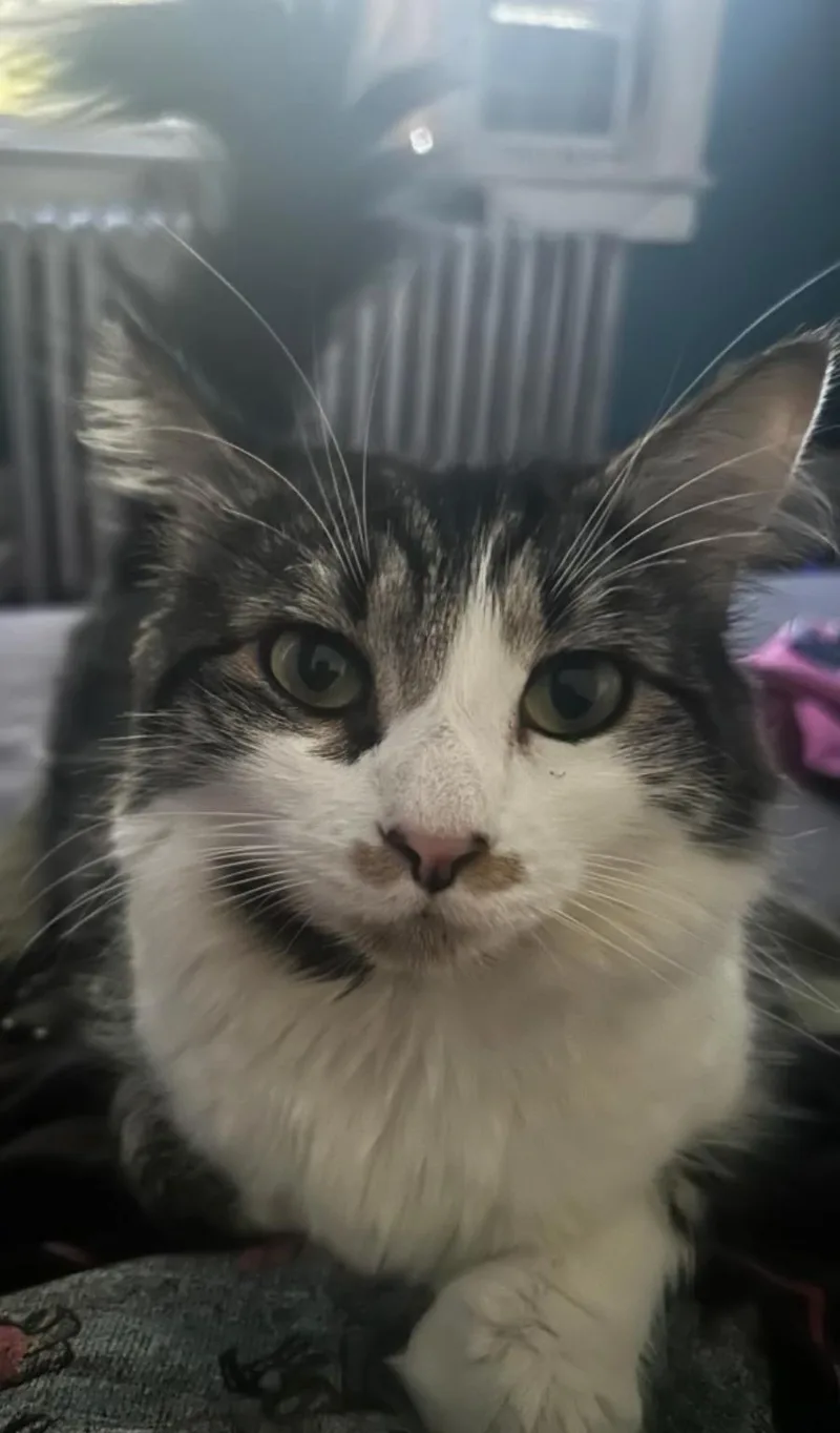 A young medium-sized female Tabby (Brown / Chocolate) Domestic Long Hair cat named Lady Margaret for adoption in Hamilton, NJ