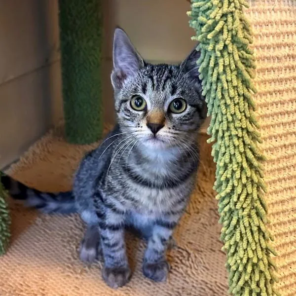 A young medium-sized male Domestic Short Hair cat named Vernon for adoption in Walnut Creek, CA