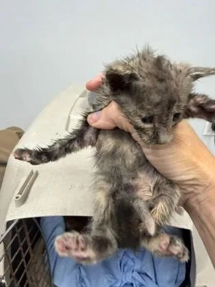 A baby small-sized female Domestic Short Hair cat named Tilly the tipper for adoption in Port Allen, LA