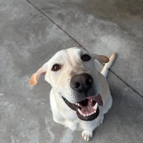 A young medium-sized male Yellow Labrador Retriever dog named Miloh for adoption in Hamden, CT