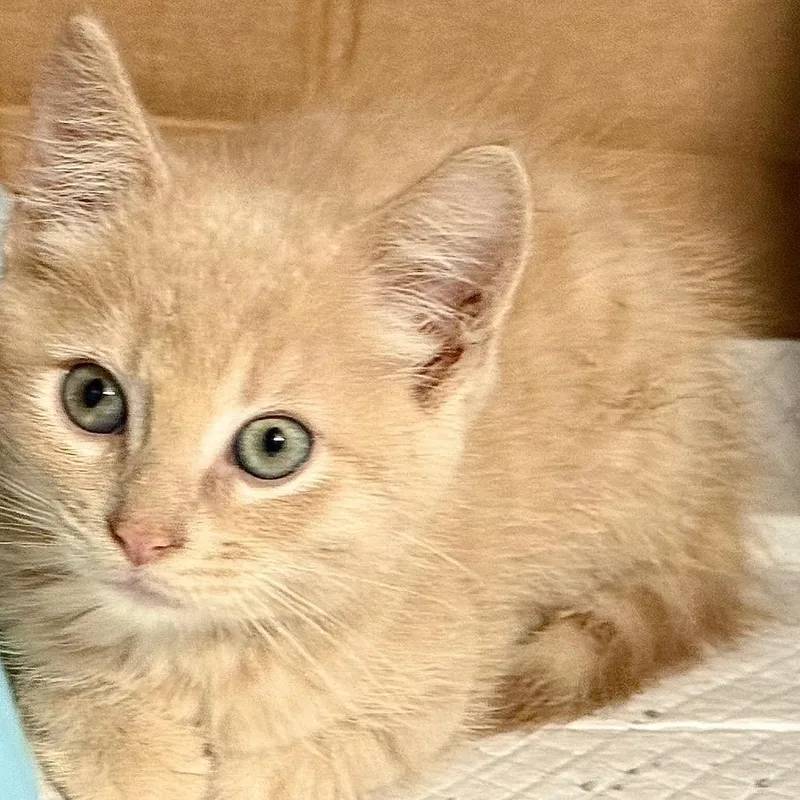 A baby small-sized male Domestic Short Hair cat named Wrigley for adoption in Kansas City, MO