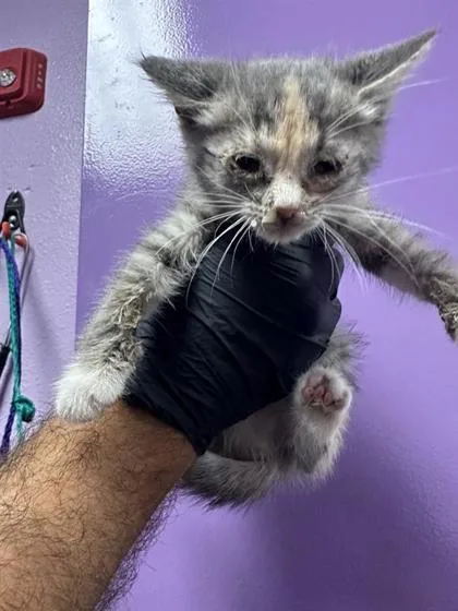 A baby small-sized female Gray / Blue / Silver Domestic Short Hair cat named 60954429 for adoption in El Paso, TX