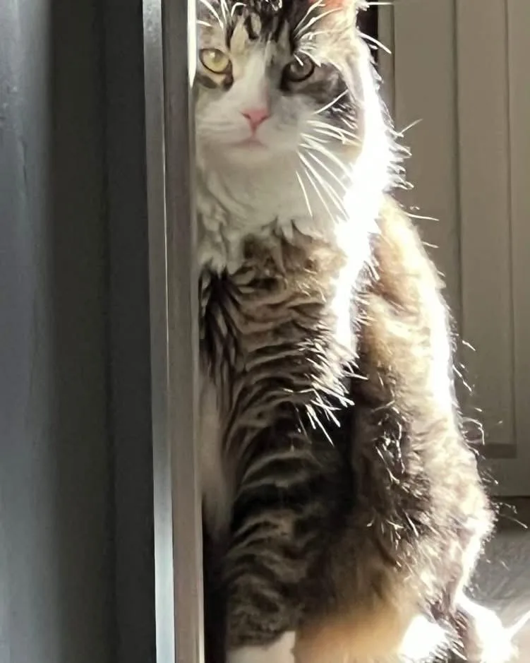 Macaroni Aka Mac thumbnail 2