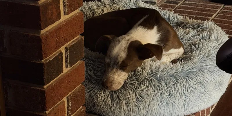 A baby medium-sized female Mixed Breed dog named Luna for adoption in Warrenton, MO
