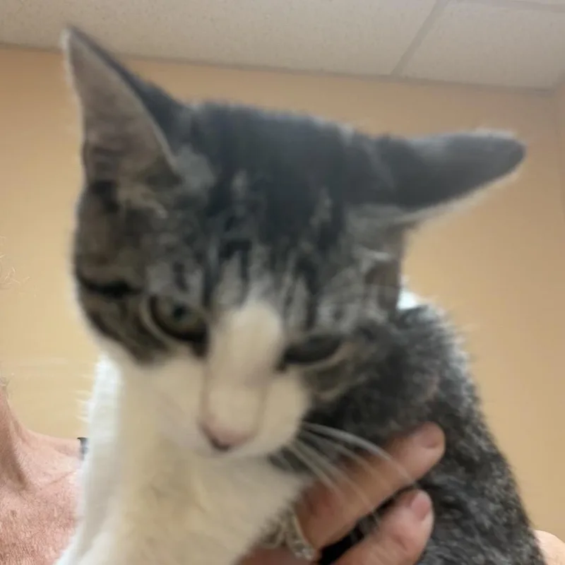 A young medium-sized female Calico Domestic Short Hair cat named FWT Sofie for adoption in Midland, TX