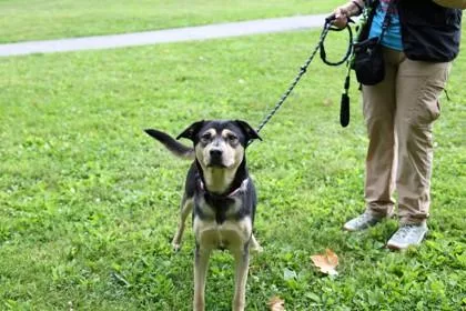 An adult large-sized female German Shepherd Dog dog named Zuri George Lobban for adoption in West Chester, PA