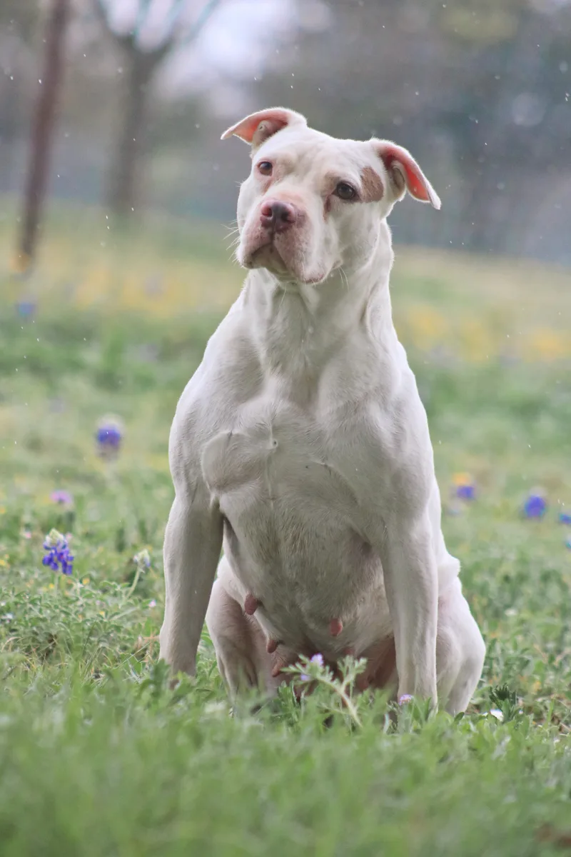 An adult medium-sized female Mixed Breed dog named Ellie for adoption in Gatesville, TX