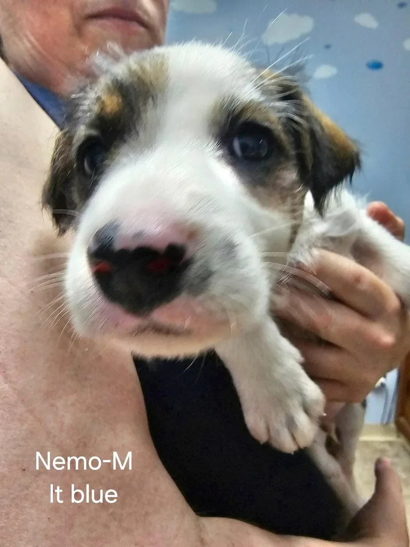 Nemo thumbnail 2
