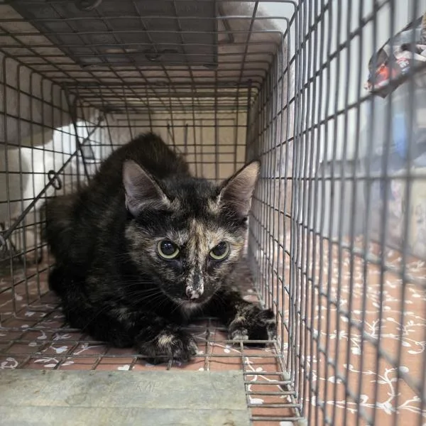A young small-sized female Domestic Short Hair cat named London for adoption in Des Moines, IA
