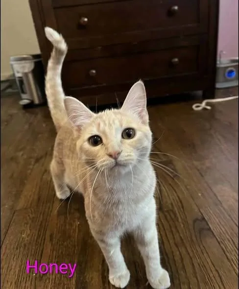 A baby medium-sized female Buff & White Tabby cat named Honey for adoption in Westland, MI