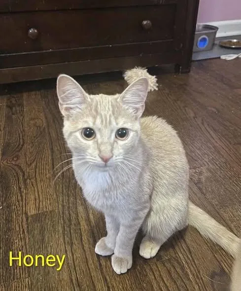 Honey thumbnail 3