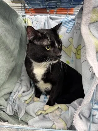 An adult large-sized male Domestic Short Hair cat named Guy for adoption in Gainesville, FL