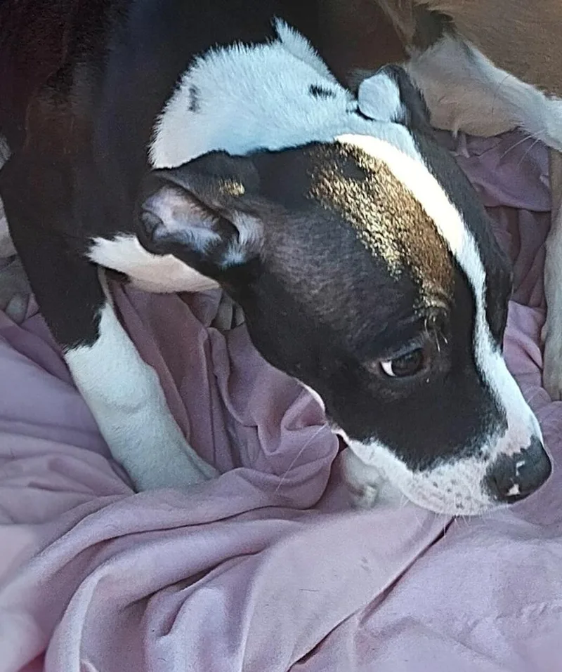 A baby small-sized female Boxer dog named Lucy for adoption in Saint Clairsville, OH