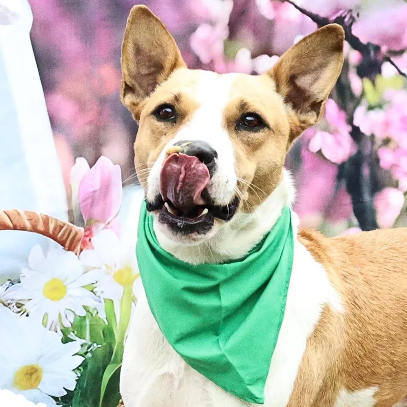 An adult medium-sized male White / Cream Labrador Retriever dog named Bobby DarinJuM for adoption in Austin, TX