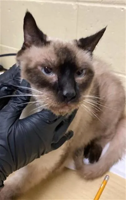 A senior medium-sized male Snowshoe cat named Edgar for adoption in Sacramento, CA