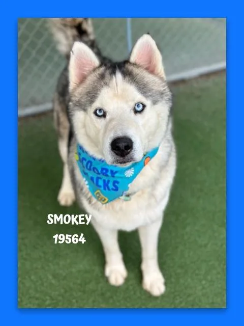 A young large-sized male Black Siberian Husky dog named Smokey for adoption in Marietta, GA