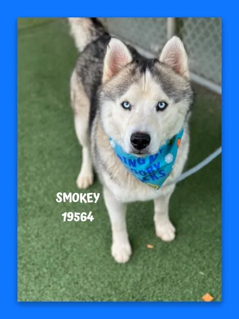 Smokey thumbnail 2