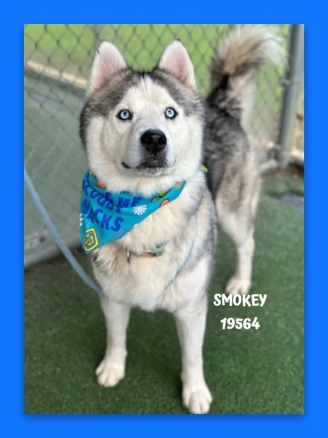 Smokey thumbnail 3