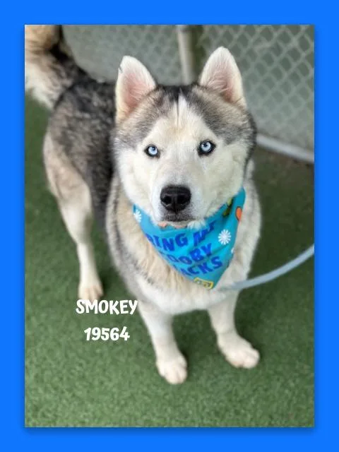 Smokey thumbnail 4