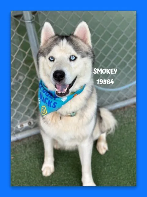 Smokey thumbnail 5