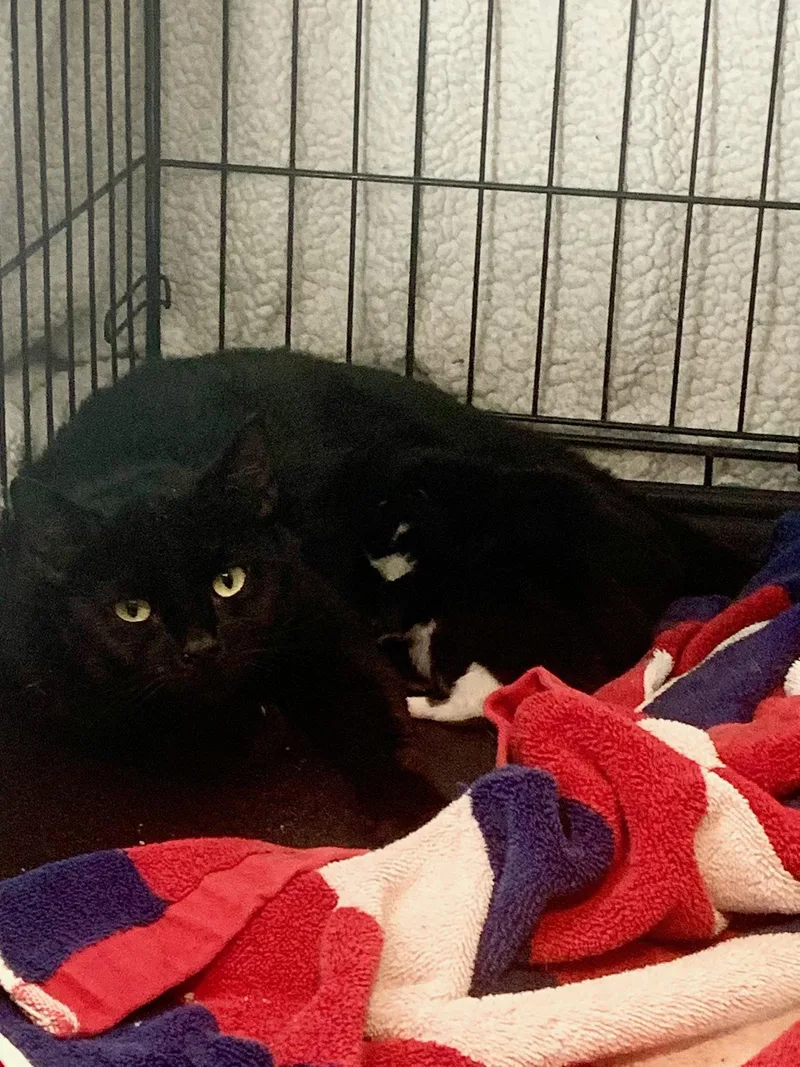 A baby medium-sized female Black Domestic Short Hair cat named Skye for adoption in Rockaway, NJ
