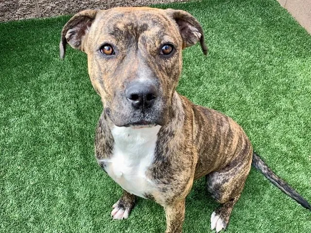 A young large-sized female Brown / Chocolate Pit Bull Terrier dog named Save Me Please Justine for adoption in San Marcos, CA